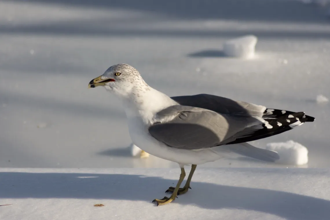 Ring-billed gull with open mouth faces left. It is standing on a barren icy lake.