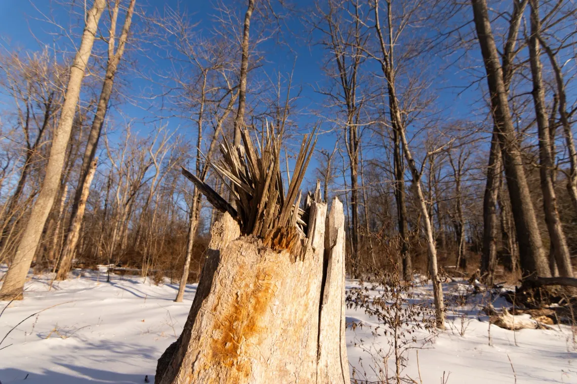 A dead tree trunk, surrounded by snow and other thin trees, with broken sticks coming out of it.