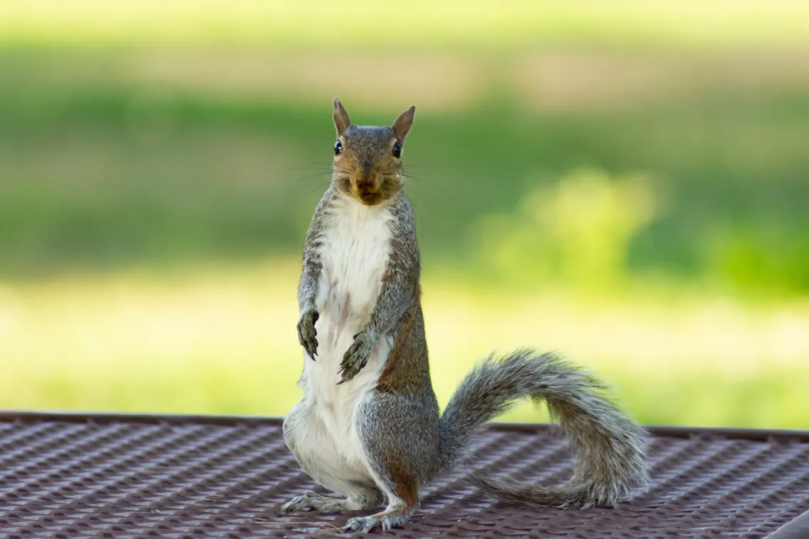 Squirrel standing on a picnic bench against a blurry green background.