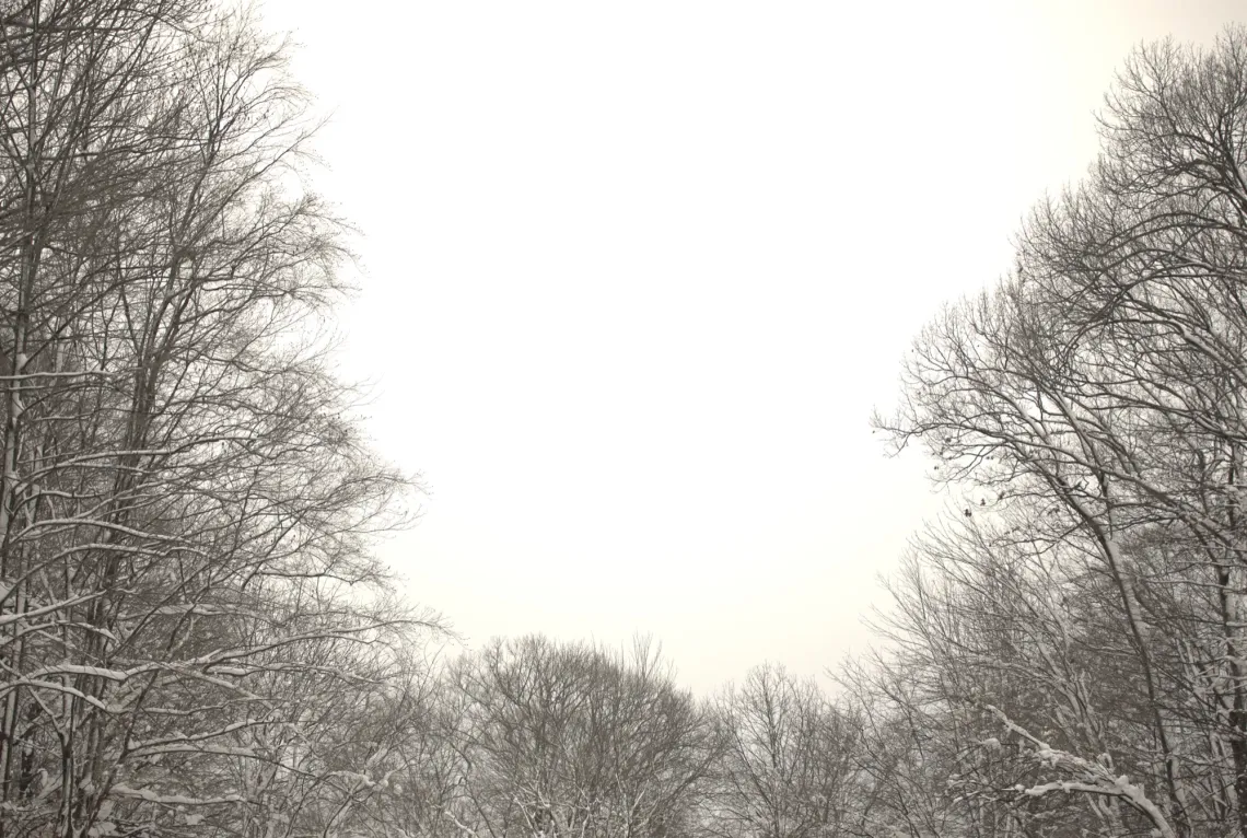 Slightly golden sun shines through a cloudy sky onto gray trees. The trees have fresh snow on them.