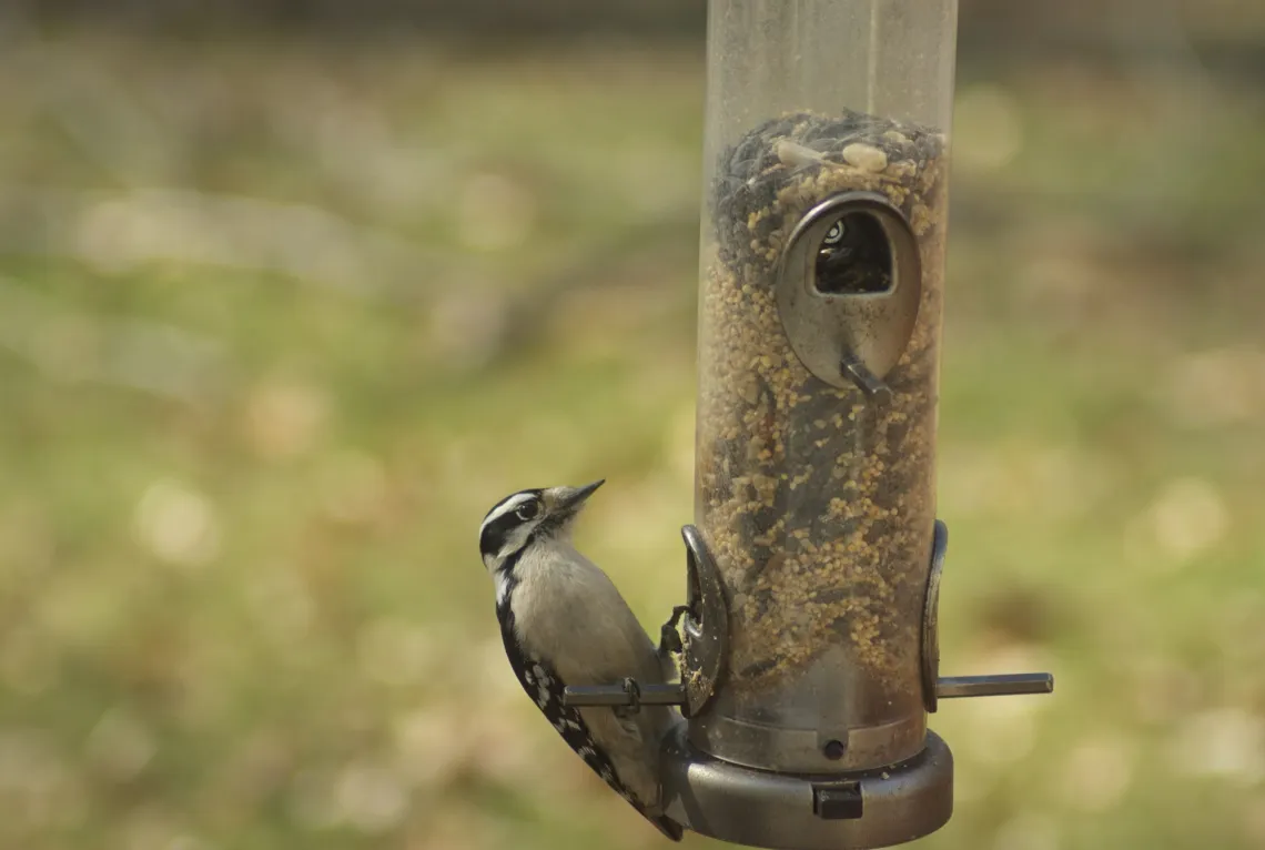 Downy woodpecker looks at a tube-style bird feeder hanging from above, in front of a busy green background.