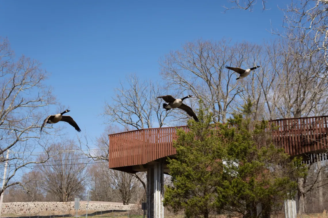 Three Canada gooses in the air, flying to the right. The center goose has its mouth open, honking.