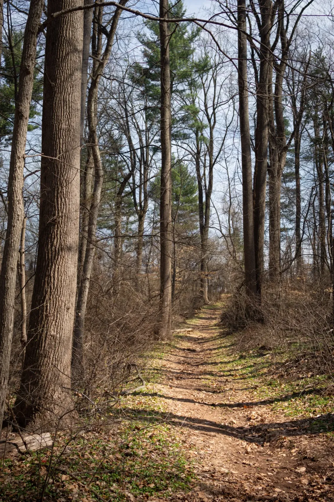 Trail in the woods, surrounded by long and skinny trees lit by sunset. The trail has many fallen leaves and sticks.