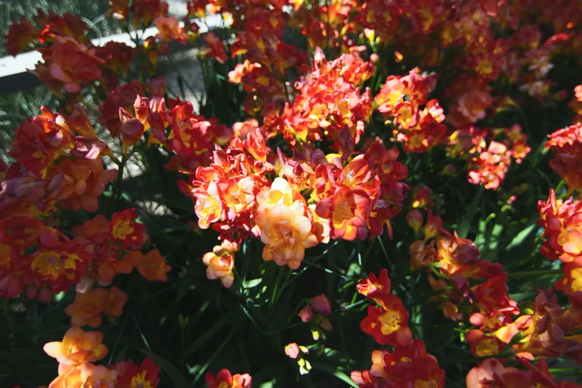 A dense cluster of orange blooming flowers lit by sunlight.