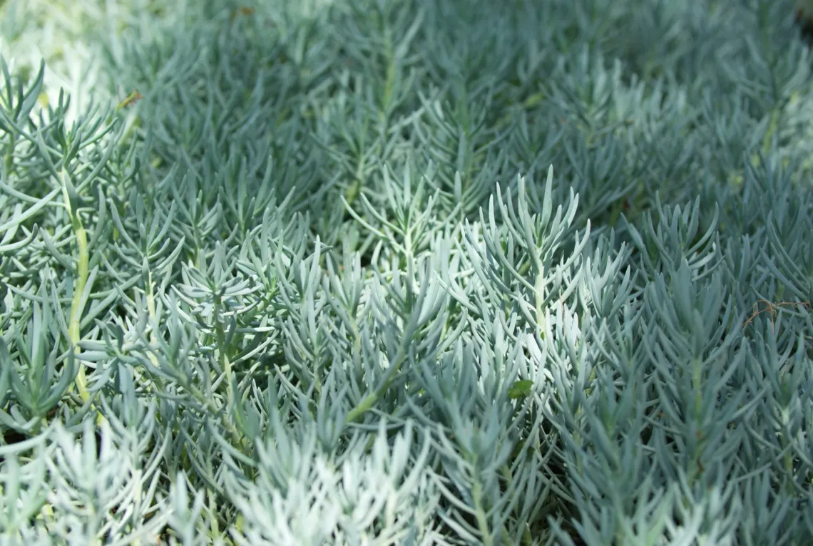 Green succulent plants cover the frame, growing across the floor, lit by patches of sunlight.