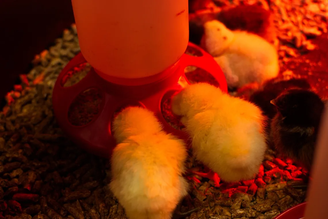 Chicks gather around a food dispenser in a pen, lit by an infrared heat lamp.