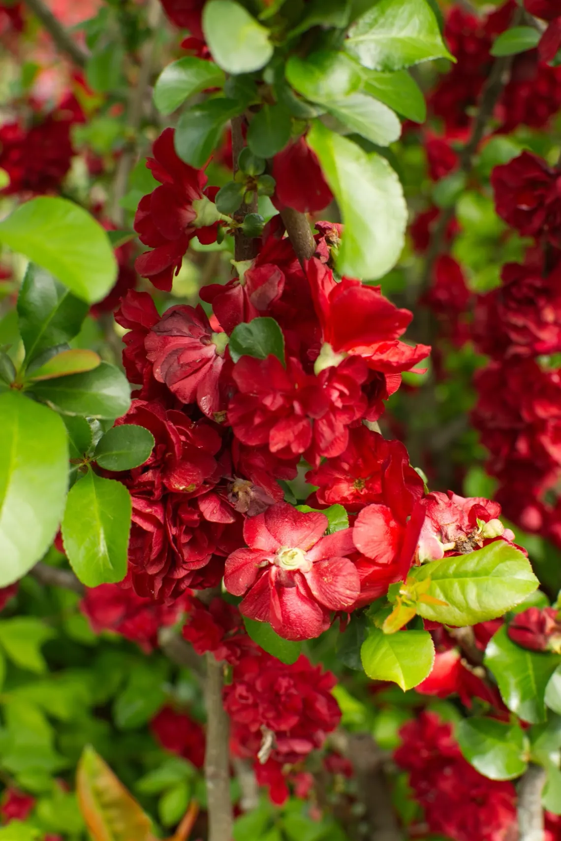 Red flowers and green leaves are growing on a branch. In the background, bigger leaves sit on top of the soil.