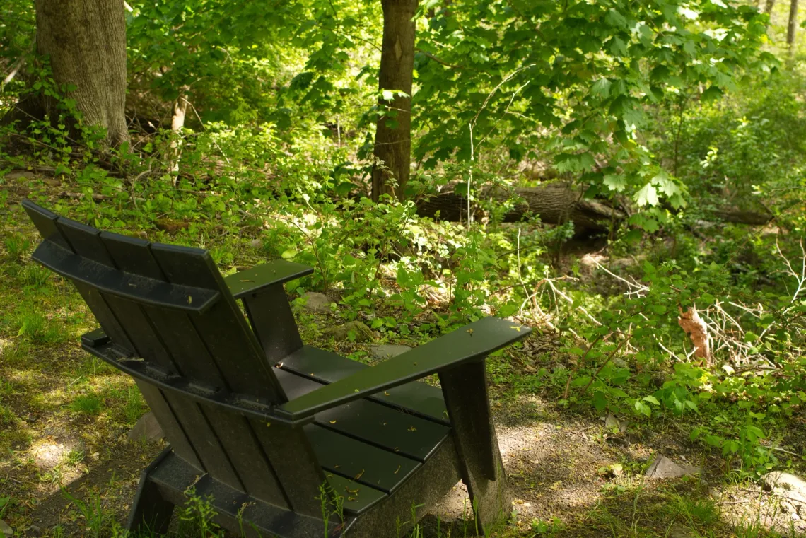 Dark adirondack chair faces a wall of green leaves and trunks, dotted by rays of sunlight poking through.