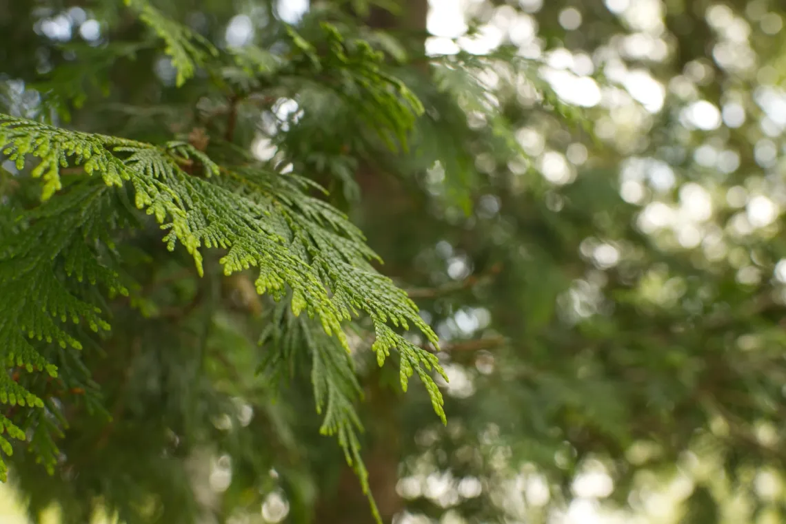 A bright evergreen leaf in front of a soft-focus background with many dots of sunlight.