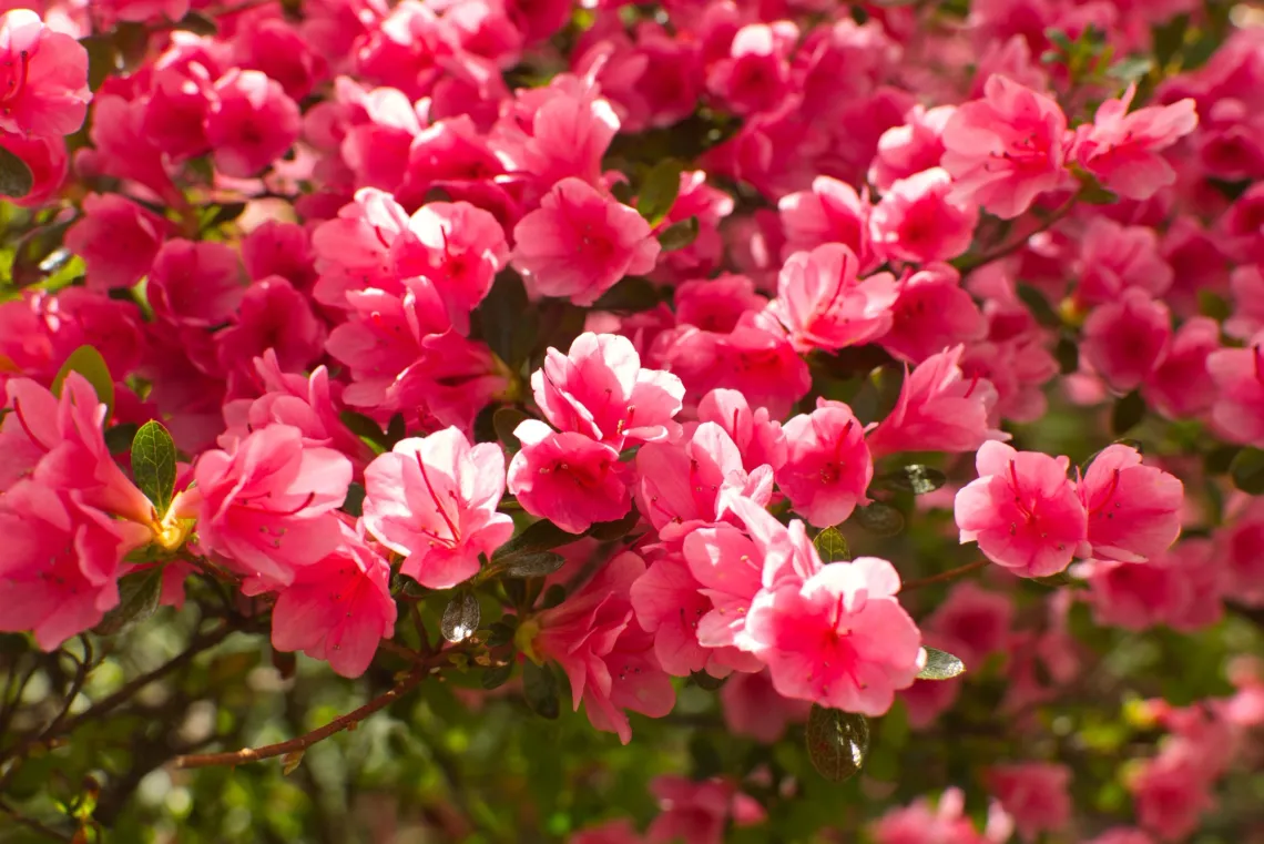 Pink flowers and green leaves growing on branches, backlit by sunlight.