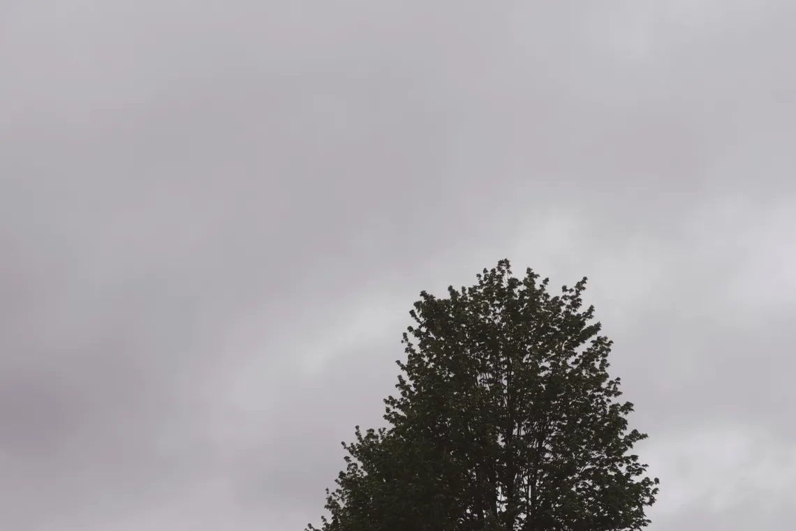 A dark solitary tree and a thick layer of gray clouds.
