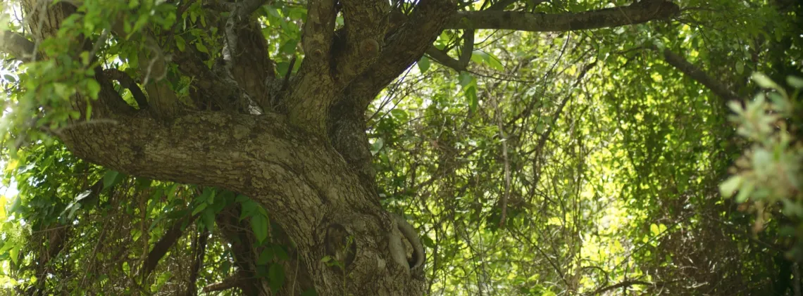Tree trunk and thick branches form a shady canopy, against a bright green background of sunlit leaves and vines.