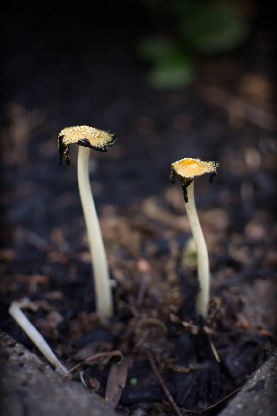 Two ink cap mushrooms grow vertically up in a patch of rich soil, with slight curves to the left. They are thin and flat, melting slightly to create black drips.