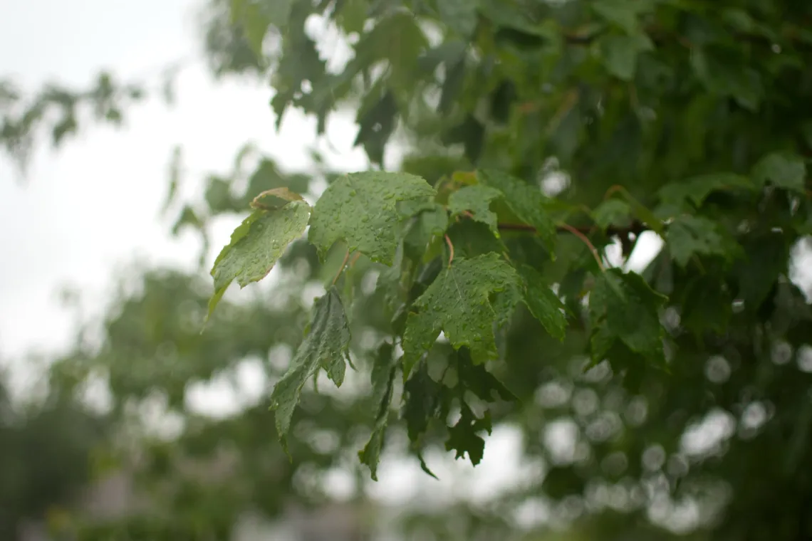 Drops of water on green leaves against a blurry background, during a rainy day.