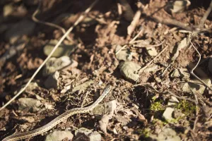 Garter snake sliding across rocks, grass, and soil in the sunset.