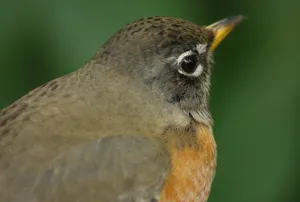 Head of American robin shown in great detail, looking right, against a dark green background.