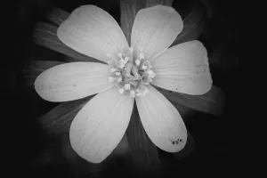 A single buttercup flower in monochrome fills the frame, isolated from the black background.