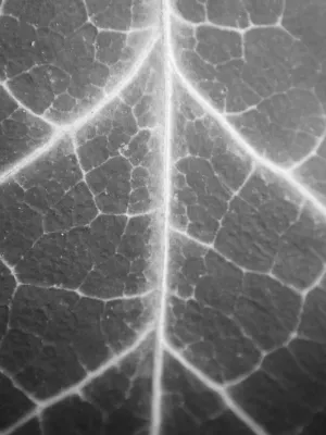 Macro shot of a leaf in monochrome, with veins shown close up.