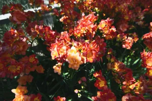 A dense cluster of orange blooming flowers lit by sunlight.