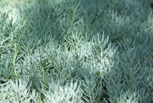 Green succulent plants cover the frame, growing across the floor, lit by patches of sunlight.