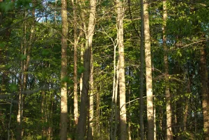 Thin trees rise vertically, reflecting the sunrise. Green leaves fill the frame.