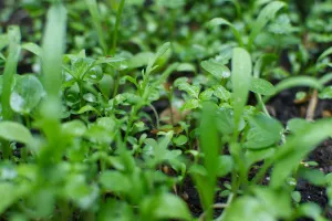Many small green plants are growing out of the soil in a garden on a cloudy day.