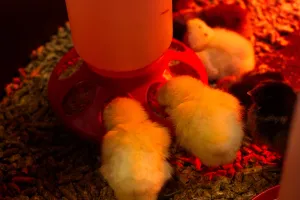 Chicks gather around a food dispenser in a pen, lit by an infrared heat lamp.