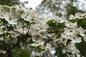 White flowers with green leaves in front of trees and the cloudy sky in the background.