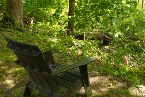Dark adirondack chair faces a wall of green leaves and trunks, dotted by rays of sunlight poking through.