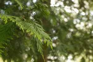 A bright evergreen leaf in front of a soft-focus background with many dots of sunlight.