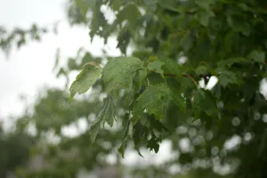 Drops of water on green leaves against a blurry background, during a rainy day.