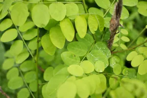 Many green leaves growing from thin stems fill the frame, with a few holding droplets of water.